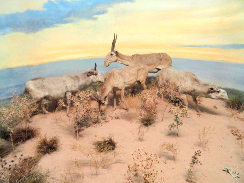 Saiga tatarica diorama - Naturmuseum Senckenberg - DSC02144