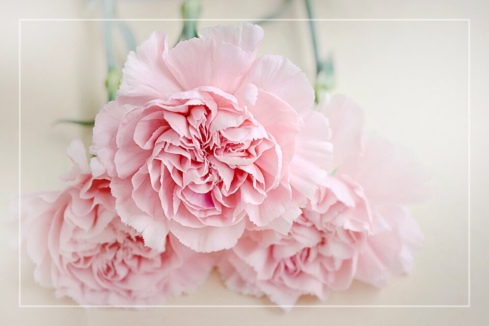 Petals pink schnittblume