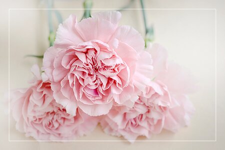 Petals pink schnittblume