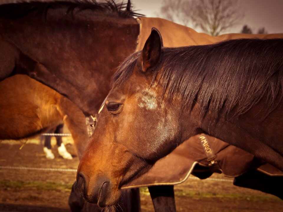 Nature horse head wildlife