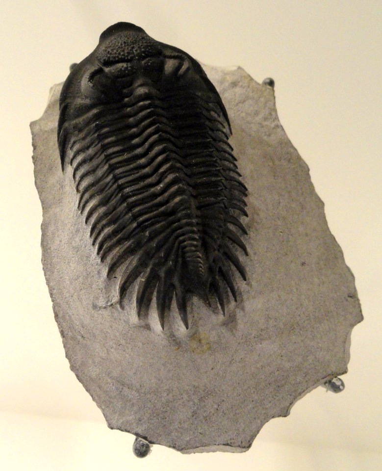 Saharops bensaOdi, Early Devonian, El Otfal Formation, Timarzit, MaOder Region, Morocco - Houston Museum of Natural Science - DSC01451