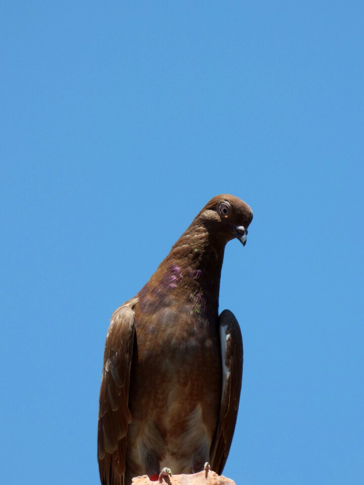 Race pigeon racing sky