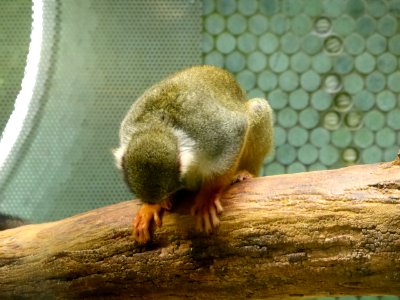 Saimiri-sciureus-5