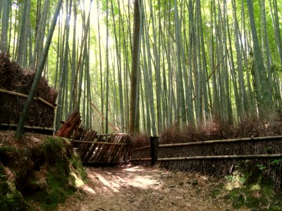 Sagano, Kyoto - DSC06126