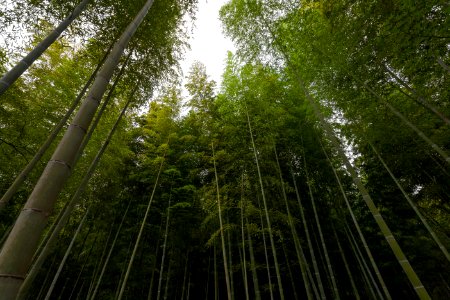 Sagano Bamboo forest 2