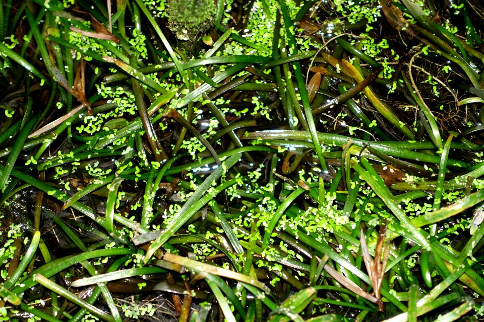 Sagittaria subulata - Botanischer Garten - Heidelberg, Germany - DSC01290