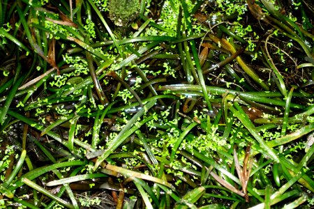 Sagittaria subulata - Botanischer Garten - Heidelberg, Germany - DSC01290