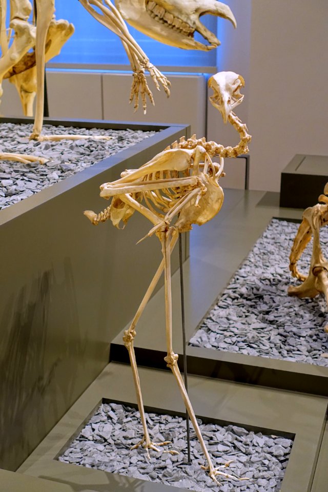 Sagittarius serpentarius skeleton - Hessisches Landesmuseum Darmstadt - Darmstadt, Germany - DSC00044