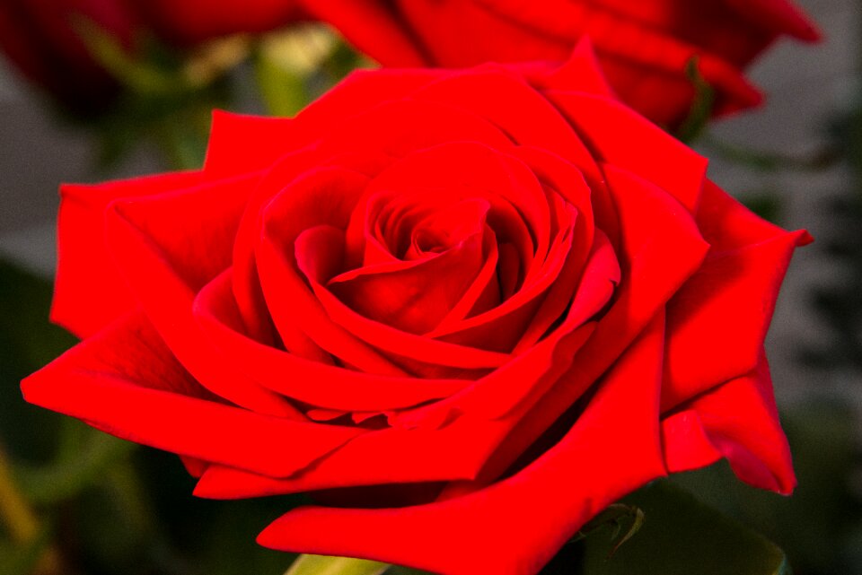 Nature red flowers red roses