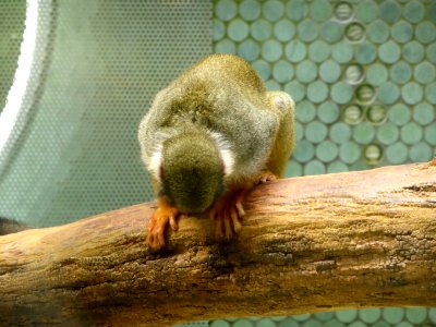 Saimiri-sciureus-4