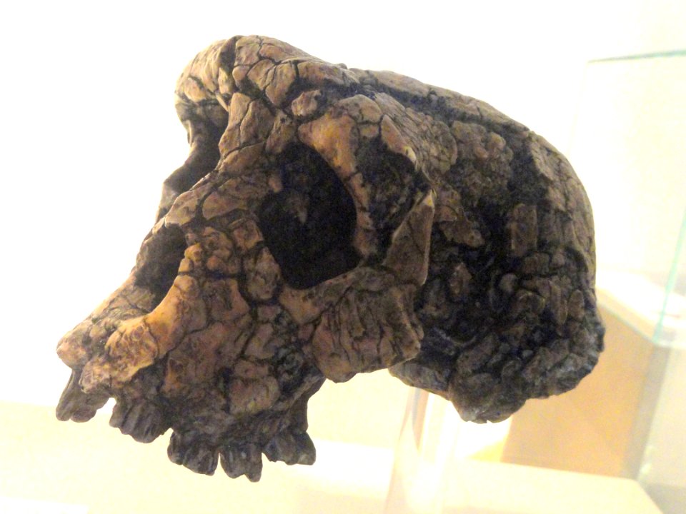 Sahelanthropus tchadensis skull - Naturmuseum Senckenberg - DSC02104