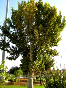 Sadeghi sq - Khayyam boulevard - Nishapur 05