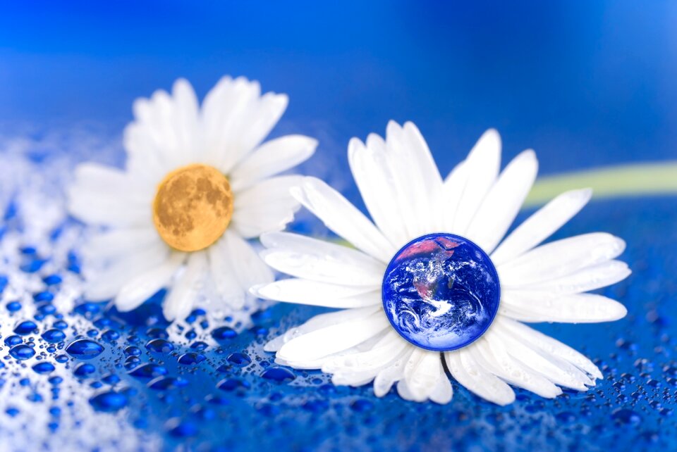 Daisy blue water