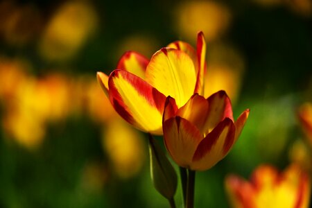 Flowers spring tulip photo
