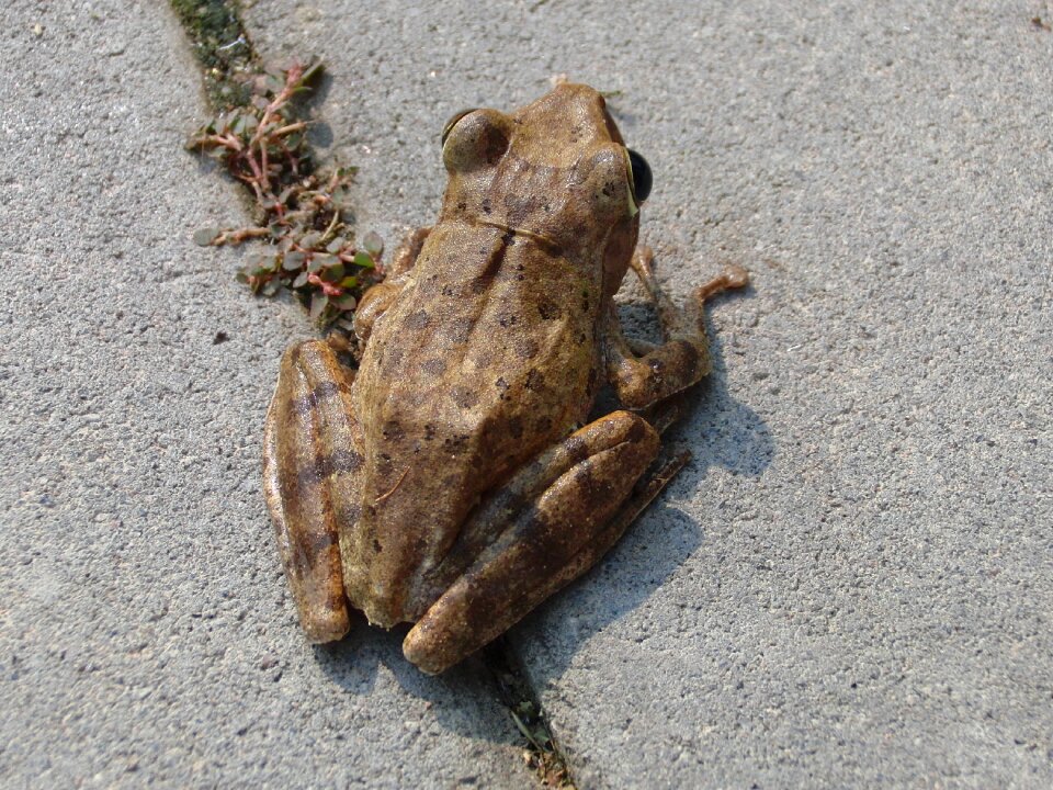 Amphibian amphibians animal