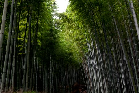 Sagano Bamboo forest