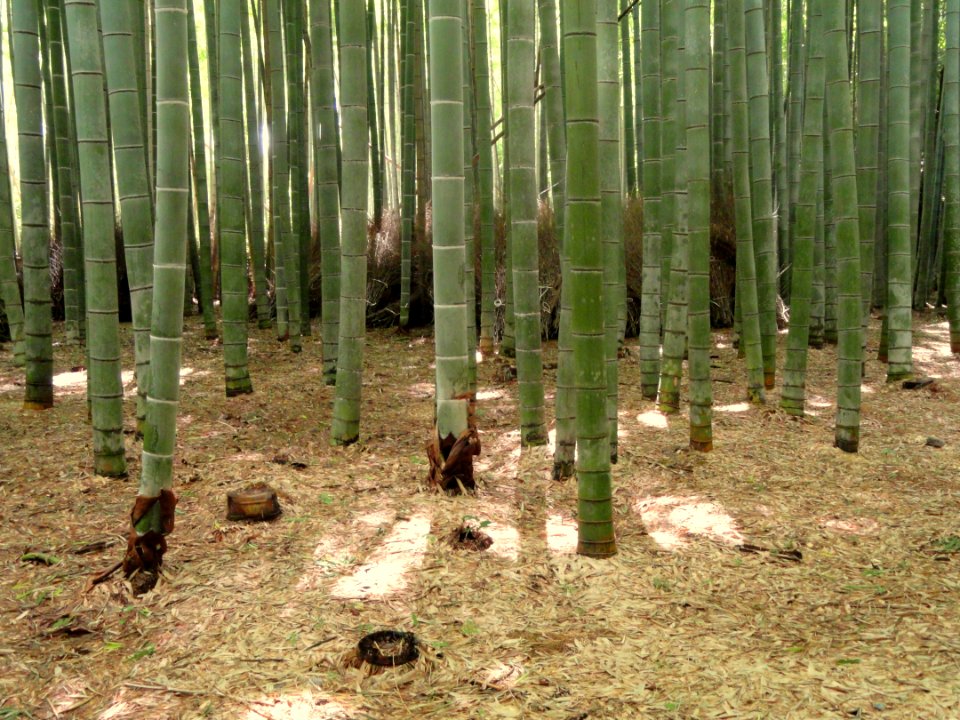 Sagano, Kyoto - DSC06132