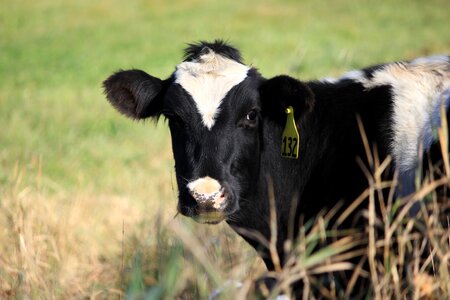 Farm vermont pasture