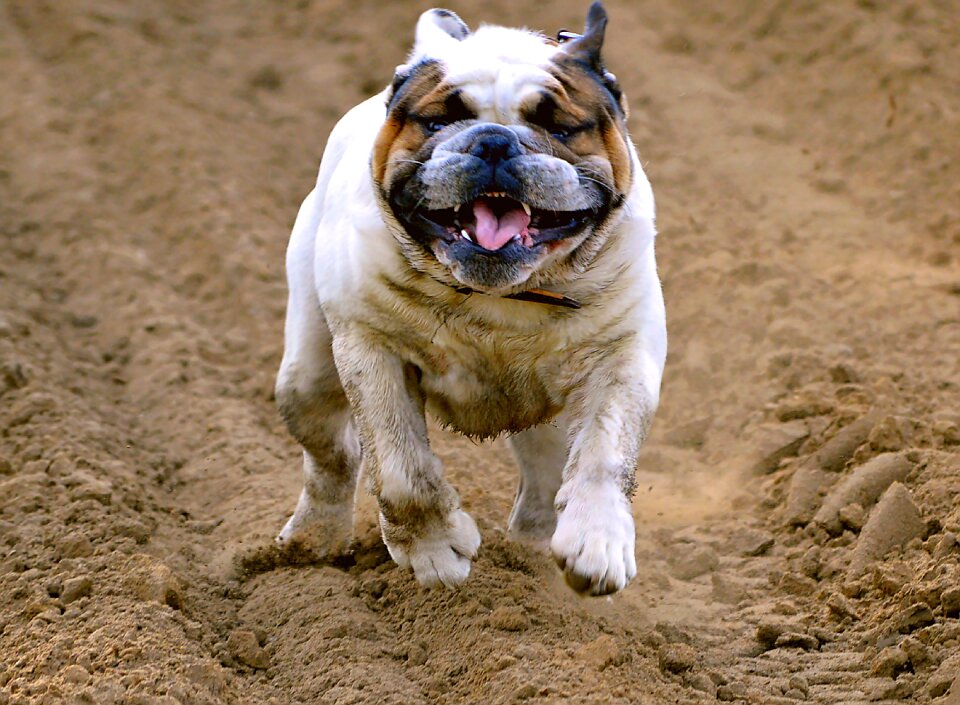 Young dog animal face