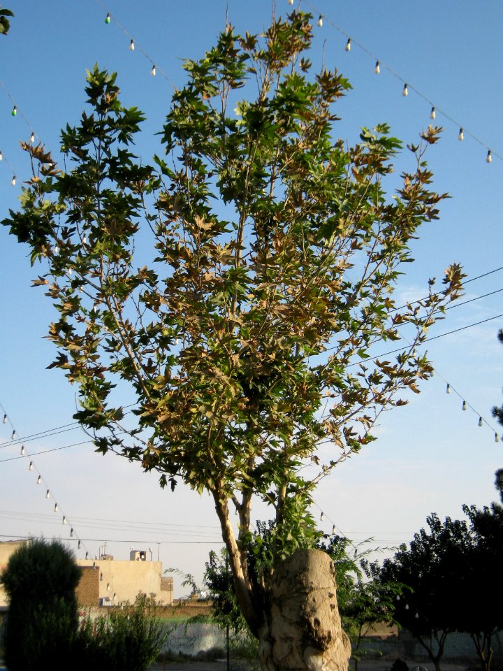 Sadeghi sq - Khayyam boulevard - Nishapur 07