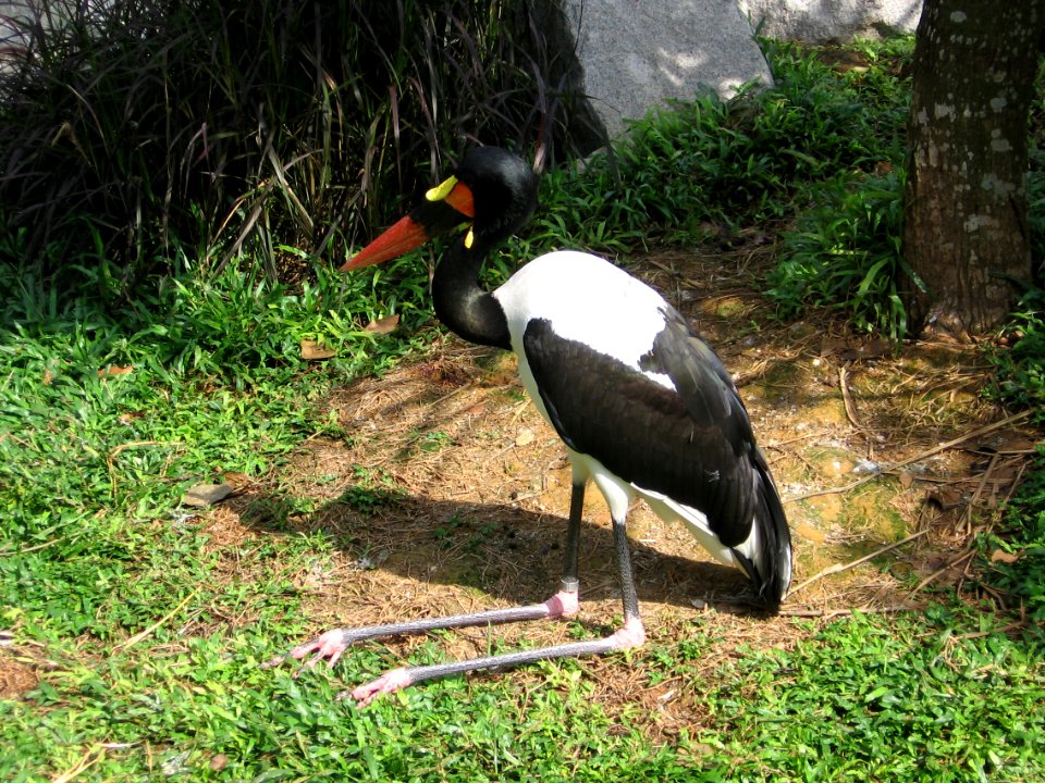 Saddle-billed stork