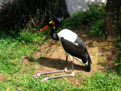 Saddle-billed stork photo