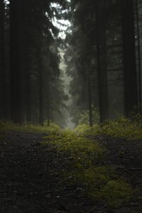 Nature mood nebellandschaft