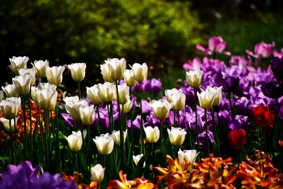 Tulip flower plant