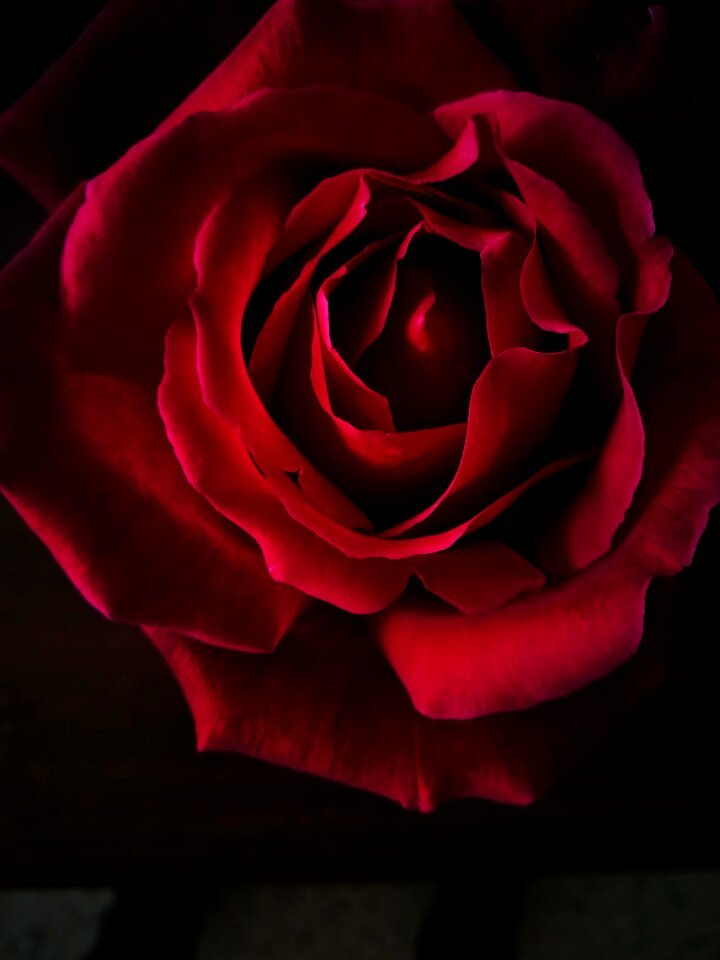 Black red black rose photo