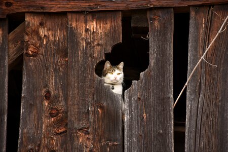 Wooden wall lapsed weathered