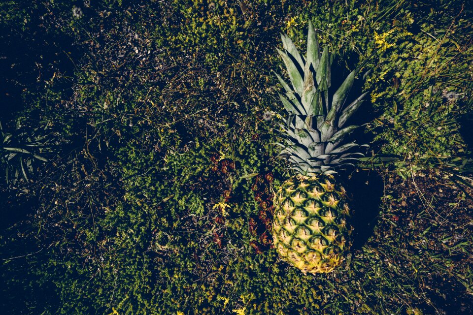 Pineapple plants summer