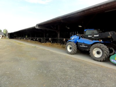 Saint-Christophe-du-Jambet (Sarthe) hameau Les Jeunoires, étable de vaches avec tracteur