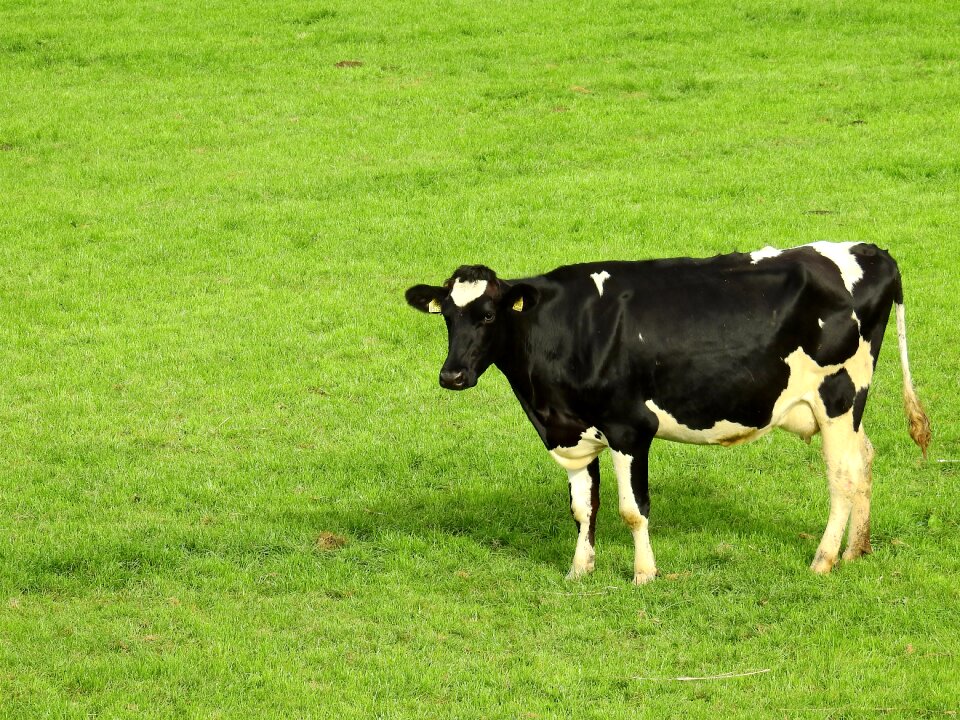 Summer nature pasture