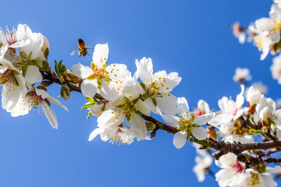 Almond nature branch
