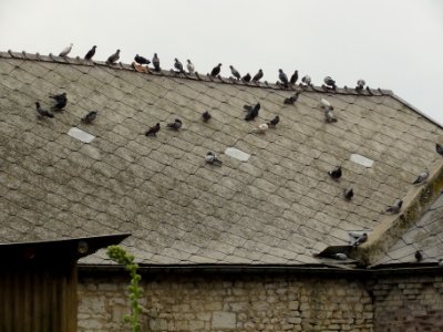 Sainte-Preuve (Aisne) des pigeons sur un toit de lauzes