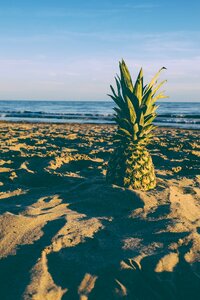 Fruit horizon lake photo