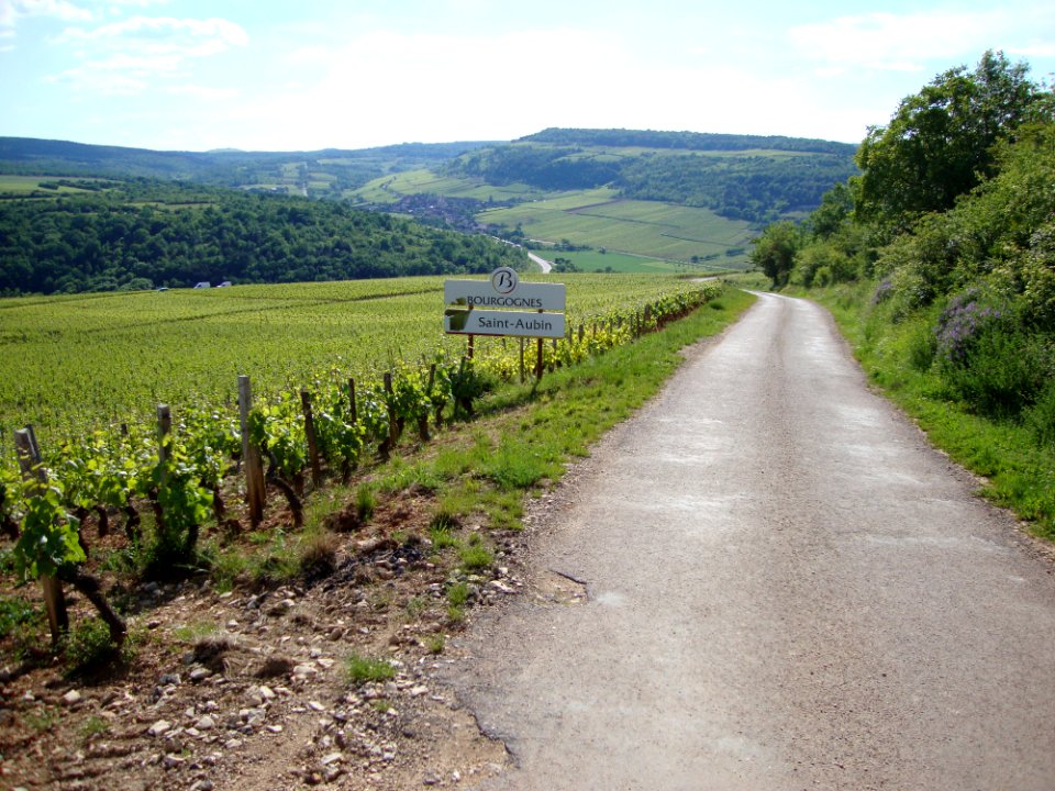 Saint-Aubin (Côte-d'Or, Fr) vignoble