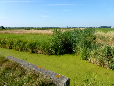 Sainte-Marie-Kerque (Pas-de-Calais) le marais