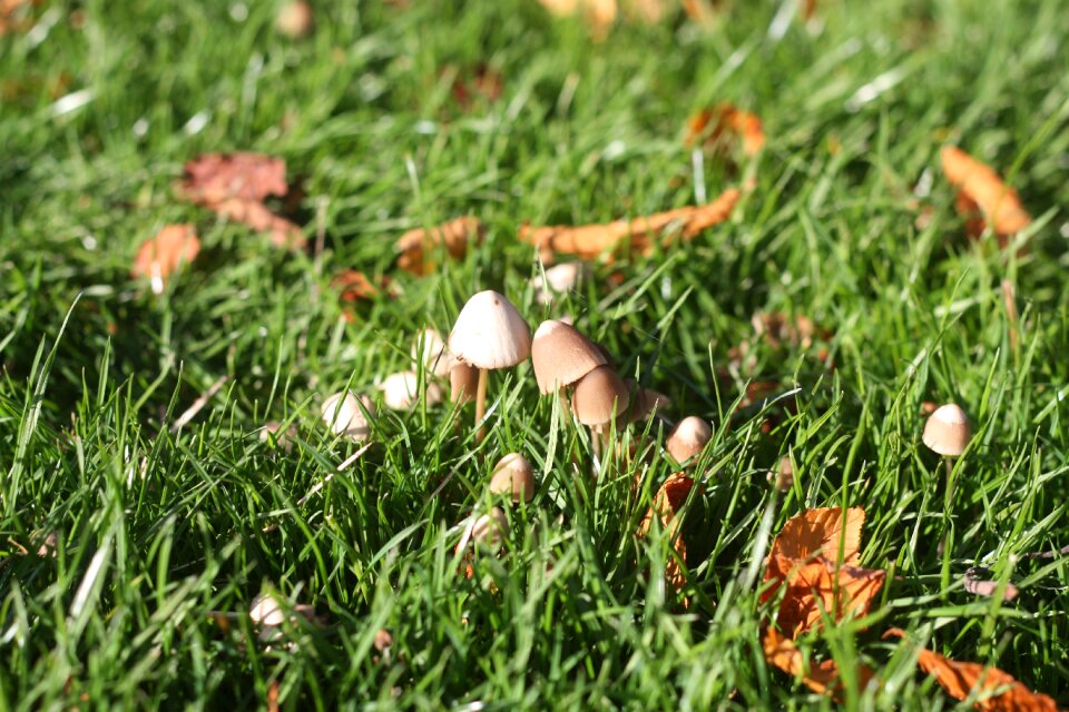 Autumn mushroom mushrooms
