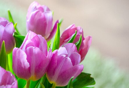Blossom bloom flower