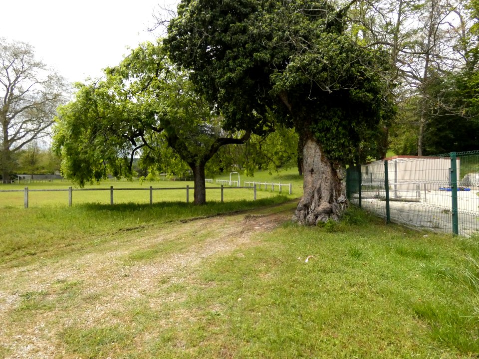 Sainte-Foy-lès-Lyon - Château de la Bachasse - Arbres