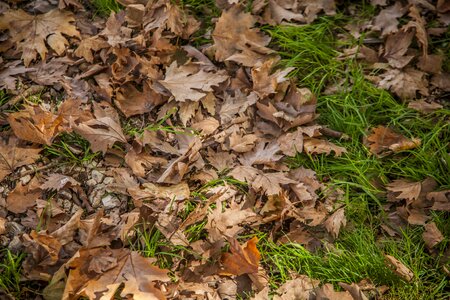 Color autumn ground