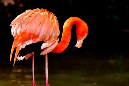 Colorful animals plumage