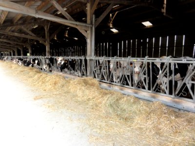 Saint-Christophe-du-Jambet (Sarthe) hameau Les Jeunoires, étable de vaches