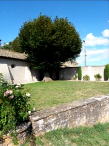 Saint-Cyr-au-Mont-d'Or - Ermitage du Mont Cindre - Arbre à l'extérieur de la chapelle et du jardin potager