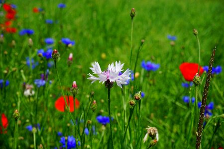 Blossom bloom blue