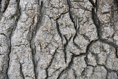 Wood tree trunk wood bark