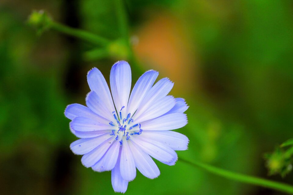 Bloom flower cichorium intybus
