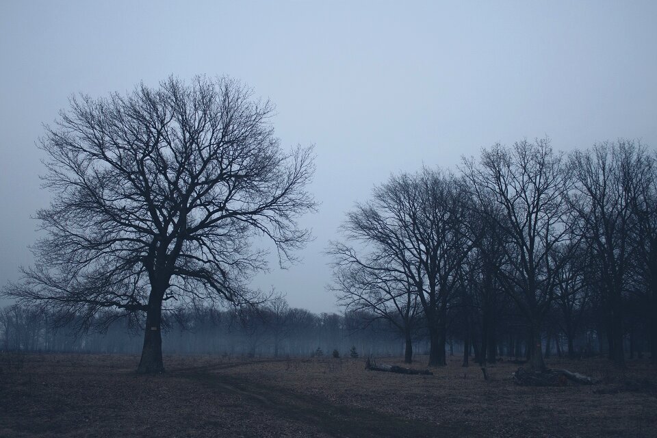 Landscape tree spring