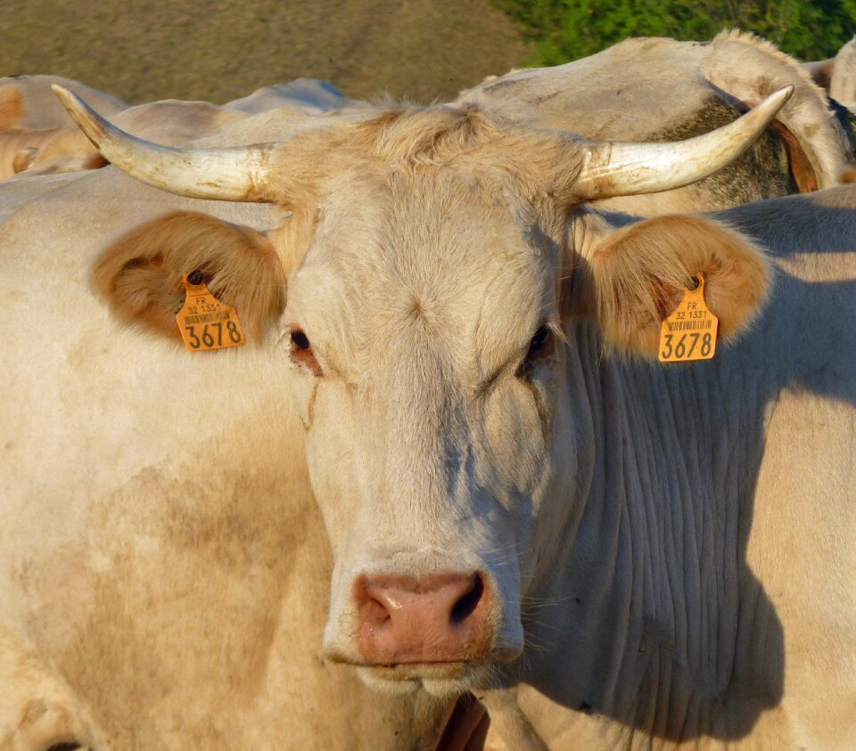 Animal farm the farm animal